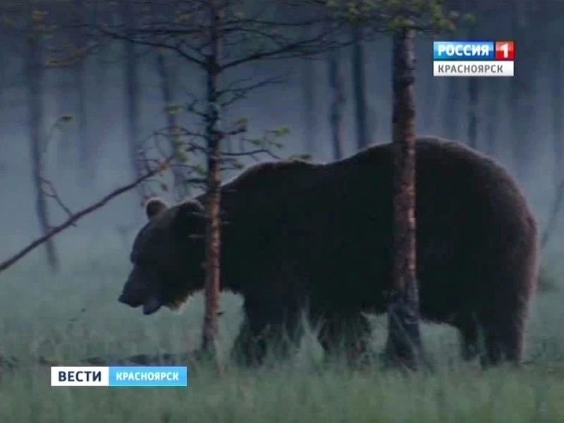 39 опасных медведей отстрелили за сутки в Красноярском крае