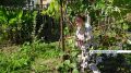На юге края поспел виноград