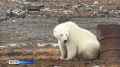 Метеостанцию на мысе Челюскин посетил белый медведь