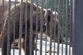 Третьего медведя застрелили в Свердловском районе Красноярска