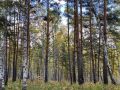 Медведь напал на сборщиков ягоды в Иркутской области