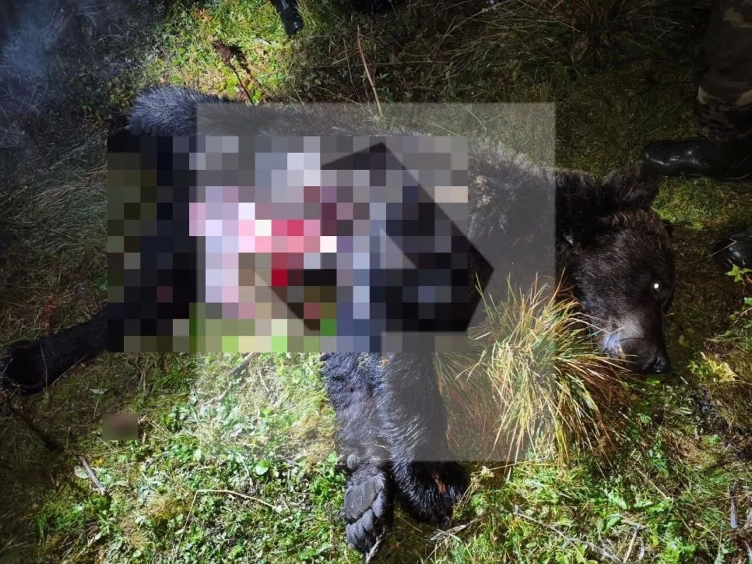 Медведя, растерзавшего пенсионерку в Красноярском крае, застрелили