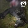 В селе Верхний Кебеж застрелили медведя, который убил пенсионерку