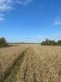 Аграрии Абанского округа продолжают уборочную кампанию