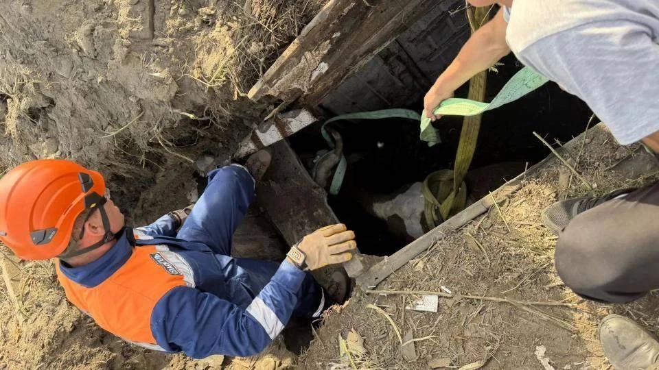 В Минусинском округе спасли корову из двухметровой ямы В Минусинском округе спасли корову из двухметровой ямы