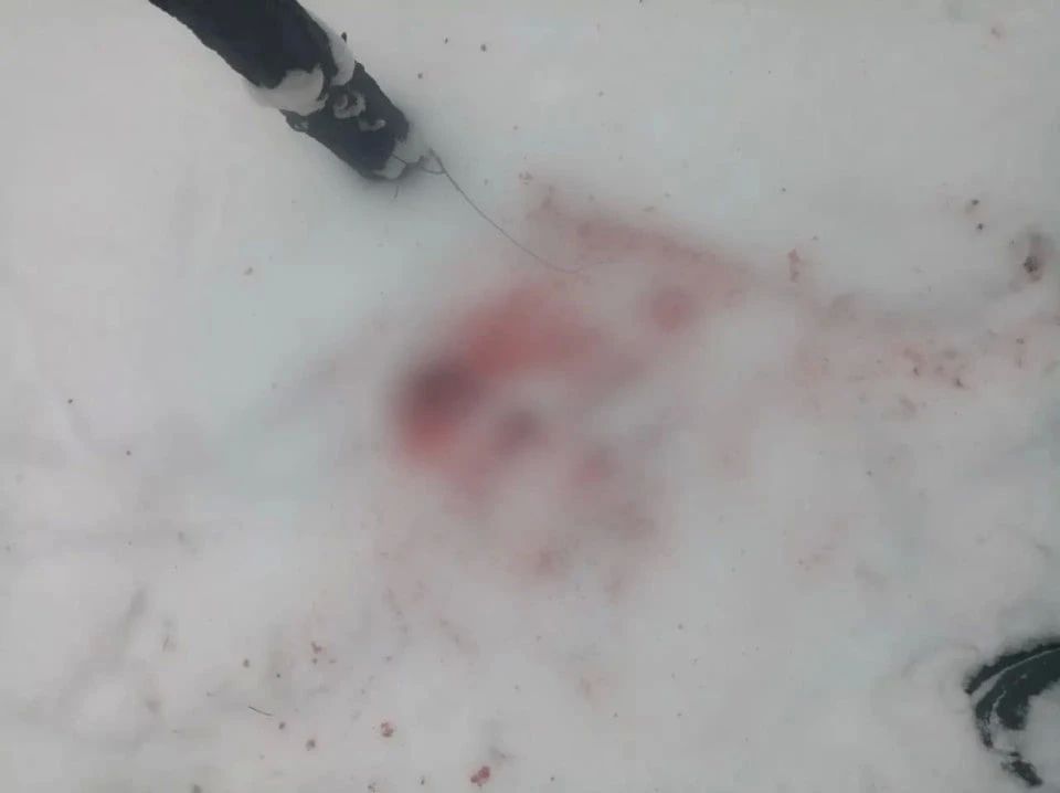 В Манско-Уярском округе двум браконьерам грозит лишение свободы за убийство косули