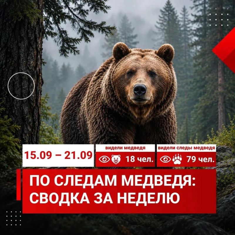 За неделю с 15 по 21 сентября жители Красноярска 97 раз сообщили в единую дежурно-диспетчерскую службу о медведях