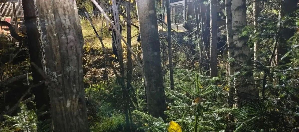 В Красноярском крае от нападения медведя погиб работник лесничества В Красноярском крае от нападения медведя погиб работник лесничества