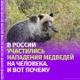 В России за последние недели от нападений медведей погибли как минимум 17 человек