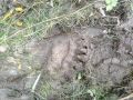 Региональный следком завел уголовное дело в связи с гибелью шести человек в результате нападения медведей по статье «Халатность, повлекшая по неосторожности смерть двух и более лиц»