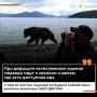 Почему медведи выходят к человеку?