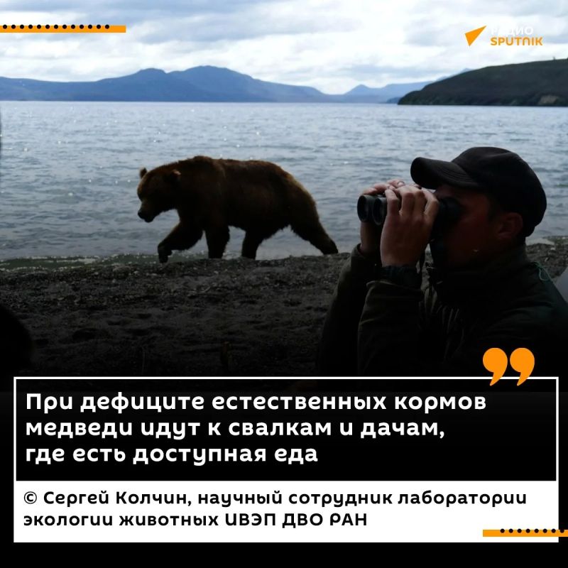 Почему медведи выходят к человеку?