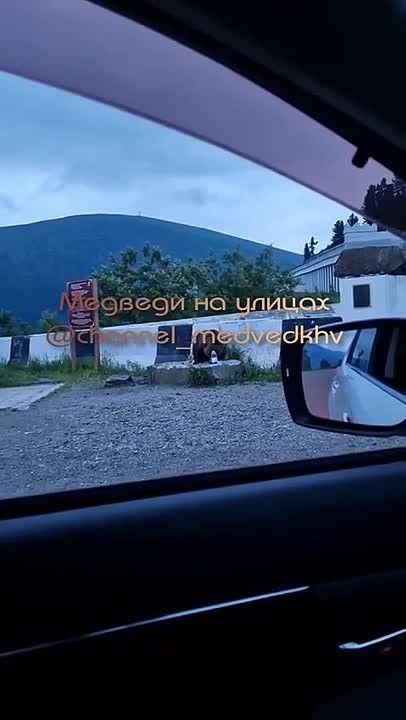 Медведь пришёл на смотровую площадку возле «Полки» в Ергаках на трассе Абакан – Кызыл