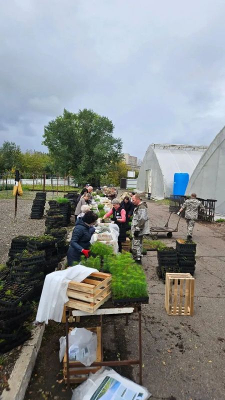 В Красноярском лесничестве кипит работа: сотрудники готовят к отправке в Богучанский округ тысячи сеянцев сосны обыкновенной