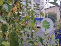 Подробнее об акции "Сохраним лес" в сюжете корреспондентов телеканала Енисей