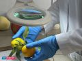 Импортные фрукты и овощи в Красноярске проходят несколько этапов контроля — от досмотра фуры до лаборатории