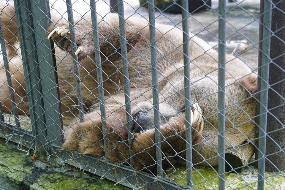 В Минусинске заметили медведя