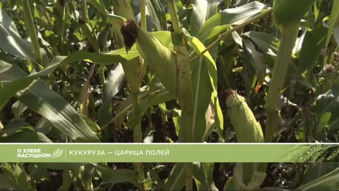 Заготовка кукурузы на силос: новый выпуск программы «О хлебе насущном»