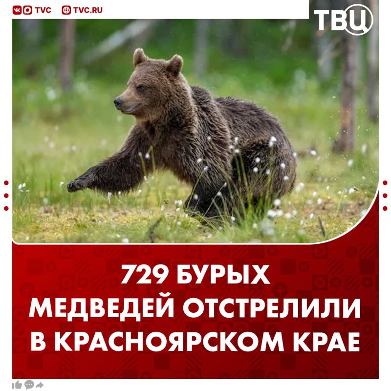 729 медведей отстрелили в Красноярском крае — за последний месяц от хищников погибли семь человек