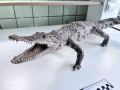 У красноярки забрали чучело крокодила, привезенное из Вьетнама, и отдали в институт