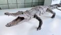 Туристка незаконно привезла из Вьетнама крокодила