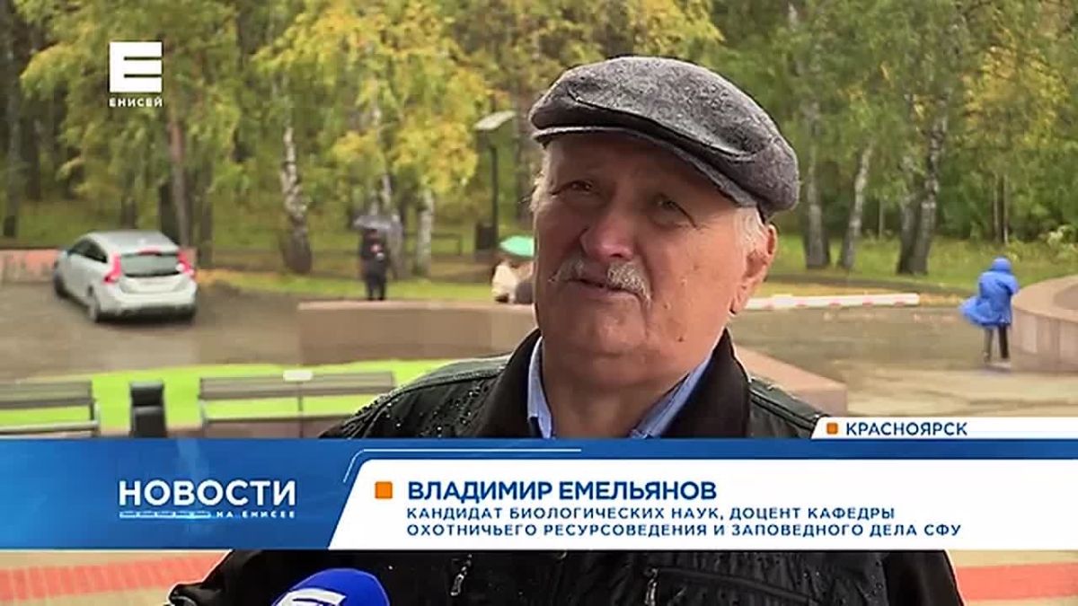 В Енисейском округе прожорливые бакланы оккупировали берега