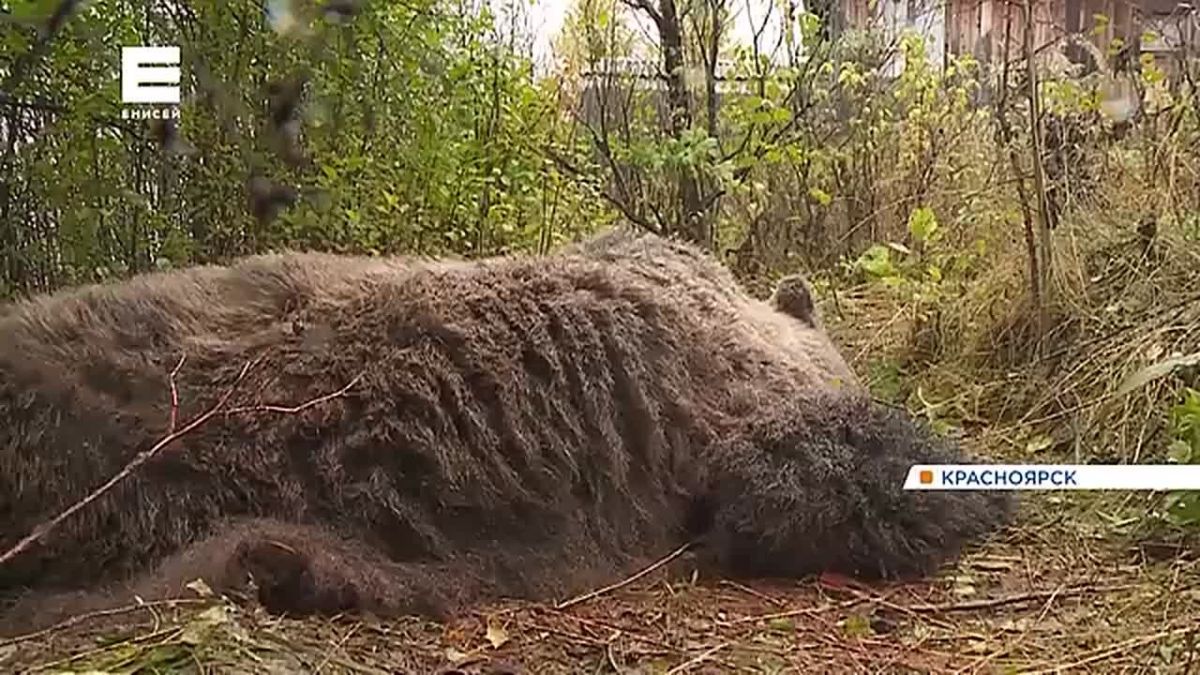 Еще одного медведя ликвидировали в СНТ под Красноярском