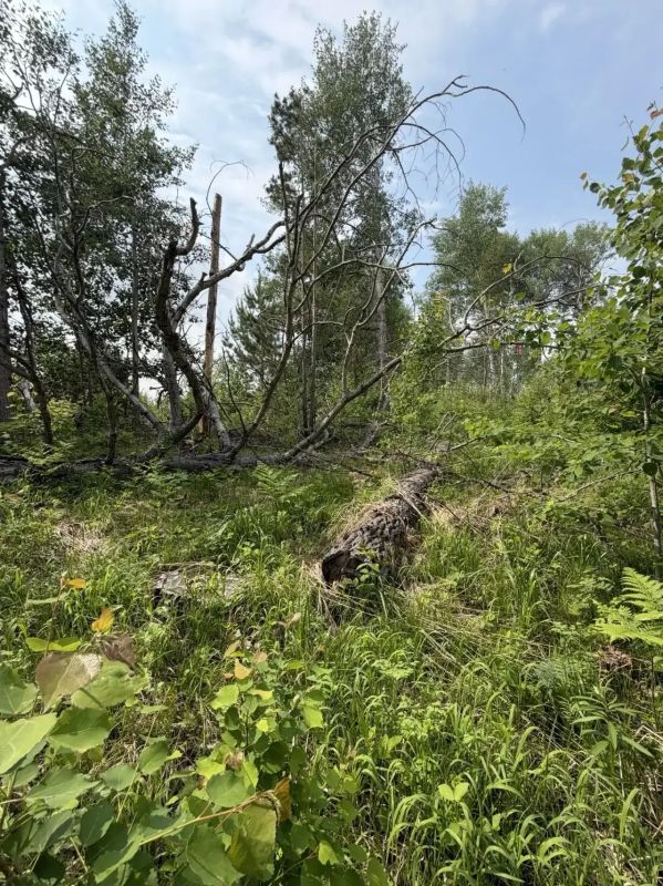 В Красноярском крае завершено расследование уголовного дела по обвинению бывшего лесничего в получении взятки В Красноярском крае завершено расследование уголовного дела по обвинению бывшего лесничего в получении взятки