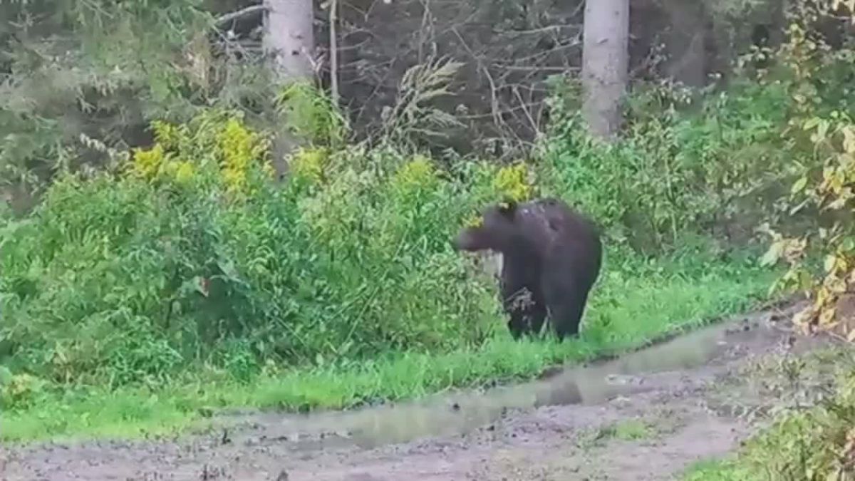 Охотоведы рассказали о причинах медвежьего нашествия