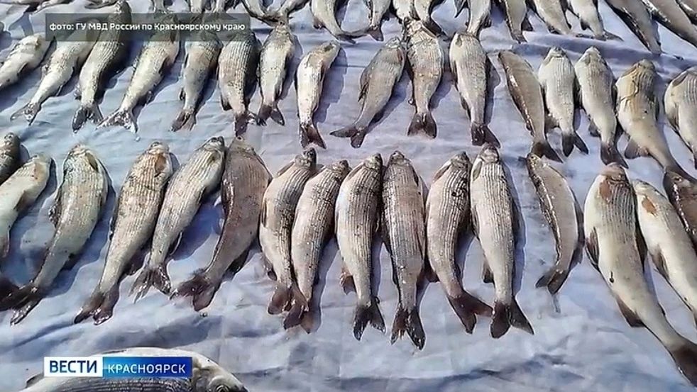 В Северо-Енисейском округе за незаконный вылов хариуса перед судом предстанет 30-летний браконьер
