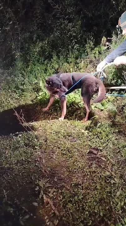 Собака упала в шахту в Красноярске