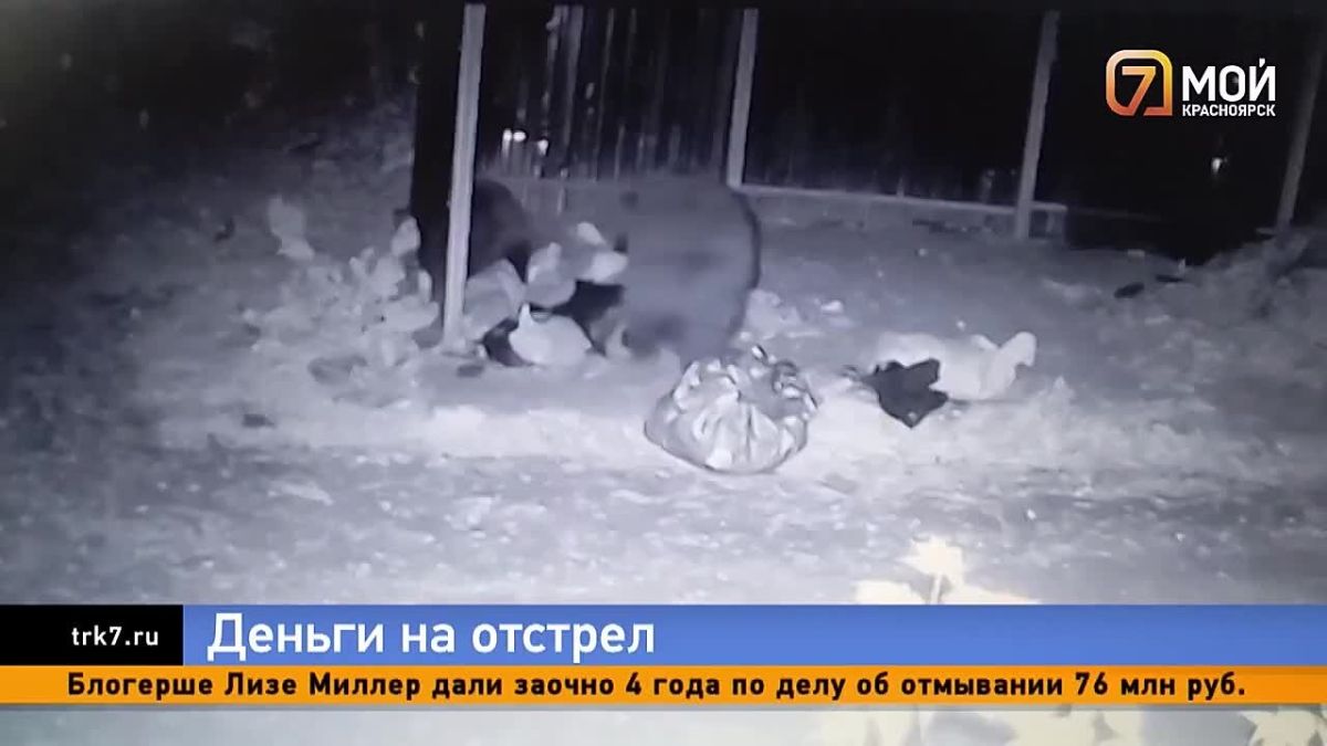 Красноярский край может получить дополнительное финансирование на борьбу с медведями