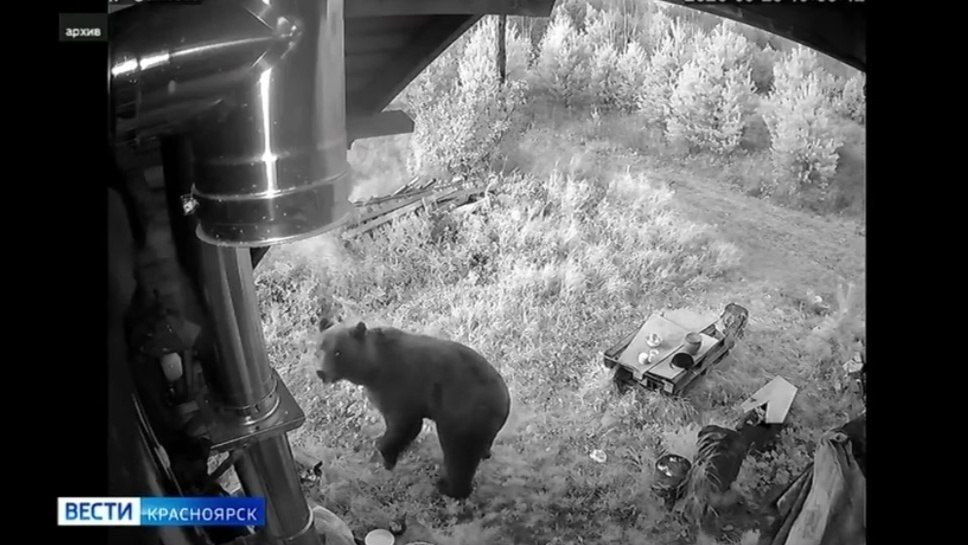 В Красноярске сокращается количество сообщений о медведях