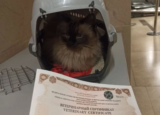 В Красноярске Россельхознадзор выдал ветеринарные сертификаты на вывоз за границу 94 животных-компаньонов В Красноярске Россельхознадзор выдал ветеринарные сертификаты на вывоз за границу 94 животных-компаньонов