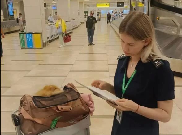 В Красноярске Россельхознадзор выдал ветеринарные сертификаты на вывоз за границу 94 животных-компаньонов