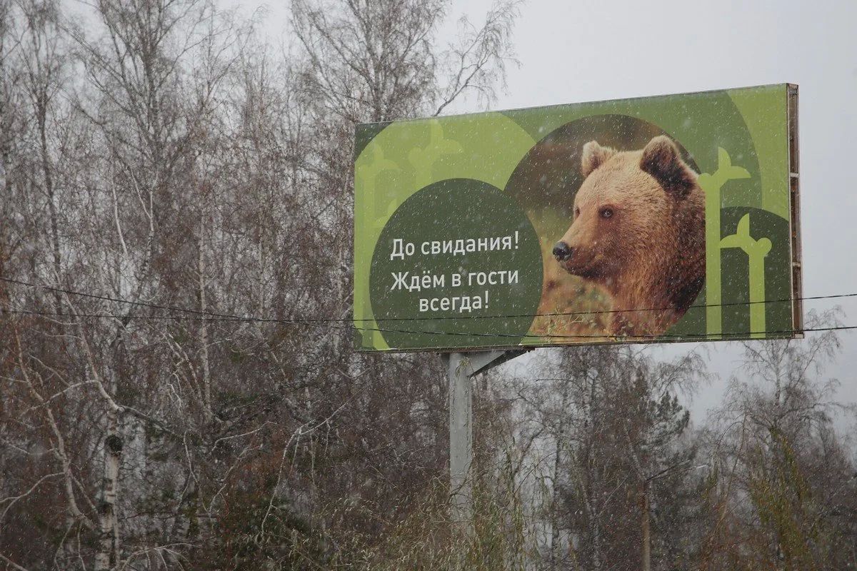 Жители Красноярска стали реже видеть медведей и их следы в черте города