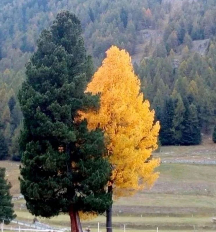 Осень в Красноярском крае. Подписывайтесь на АиФ — Красноярск | ТГ | ВК | ОК