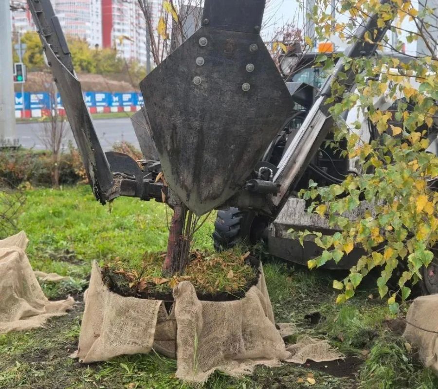 С Николаевского проспекта пересадят 35 деревьев и 250 кустарников С Николаевского проспекта пересадят 35 деревьев и 250 кустарников