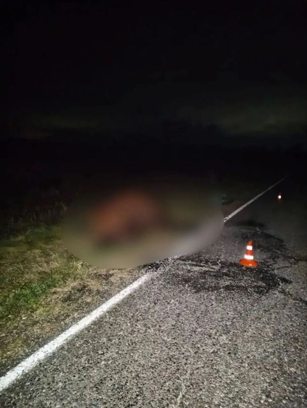 В Шушенском водитель врезался в коня, пострадала пассажирка