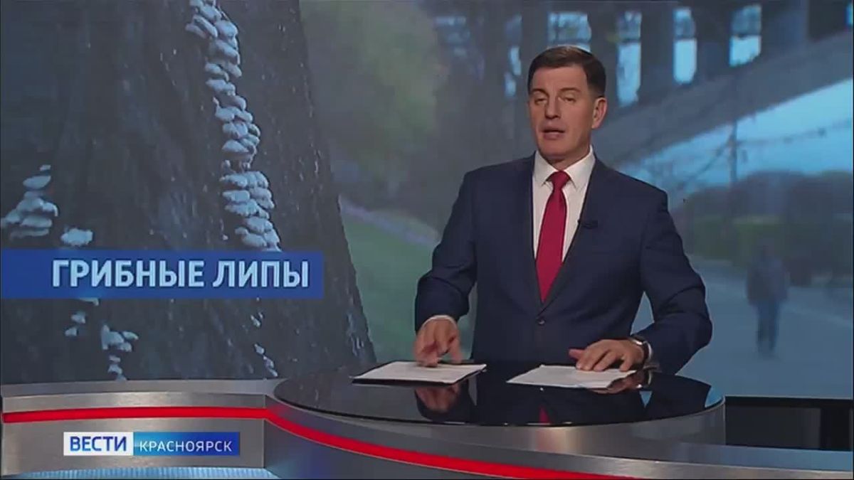 На Центральной набережной Красноярска деревья поражены грибком