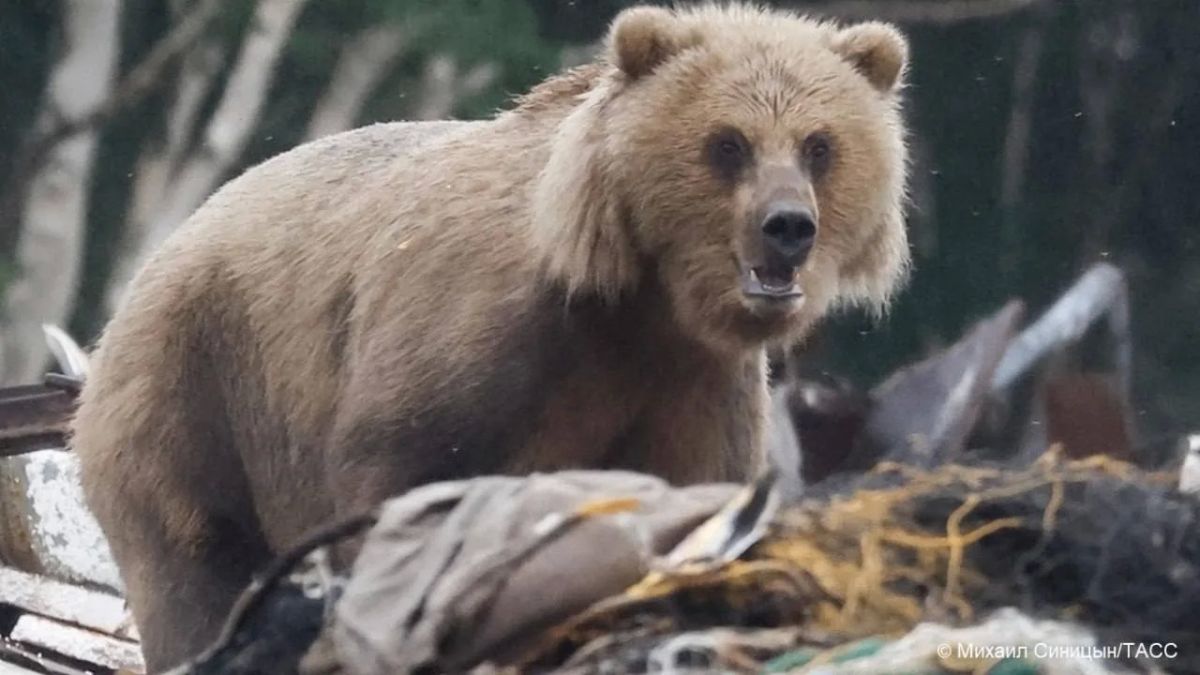 Более 1 тыс. медведей ликвидировали в Красноярском крае в рамках мероприятий по регулированию численности этих хищников, сообщили в Минприроды региона