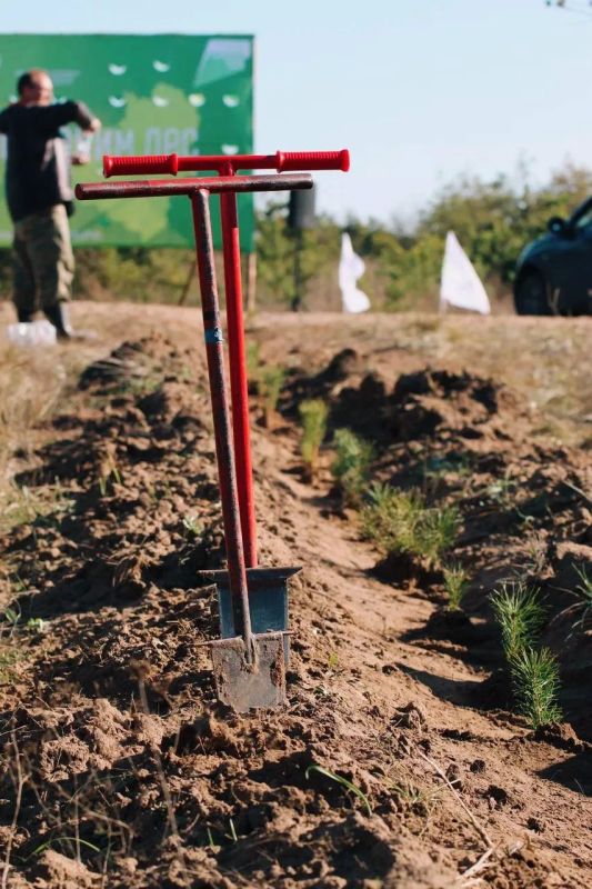 В Ново-Буянском лесничестве высадили 22 тысячи сеянцев сосны В Ново-Буянском лесничестве высадили 22 тысячи сеянцев сосны