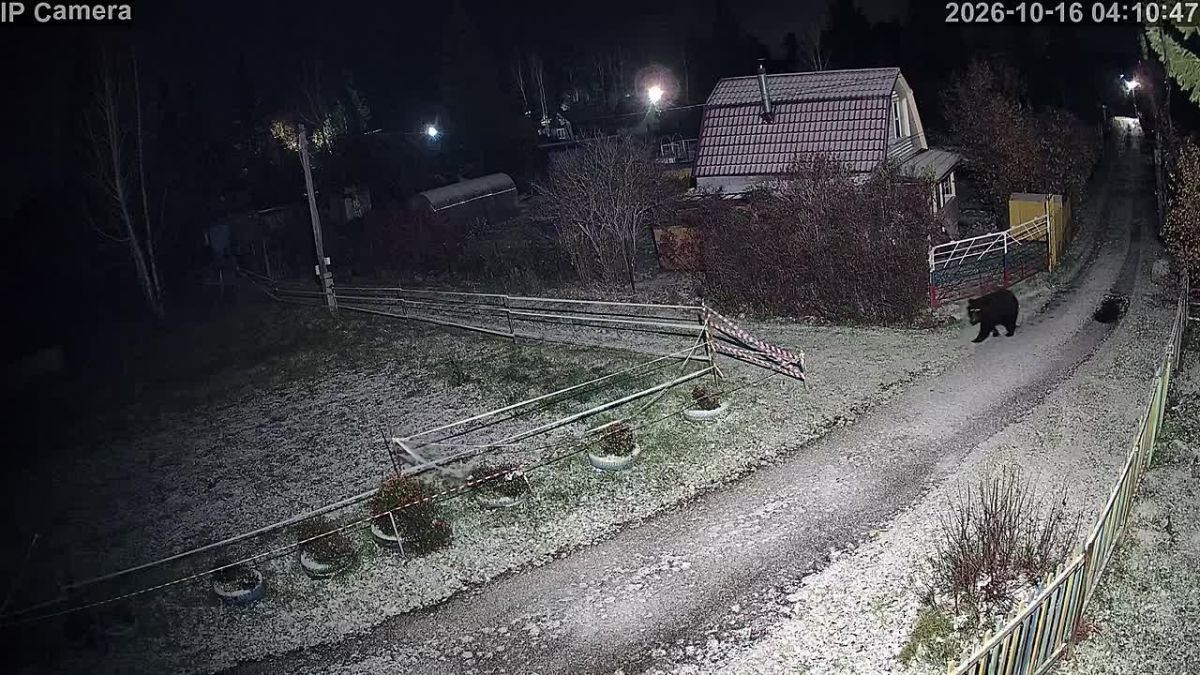 Под Красноярском очередной медведь вышел к СНТ на станции Рябинино