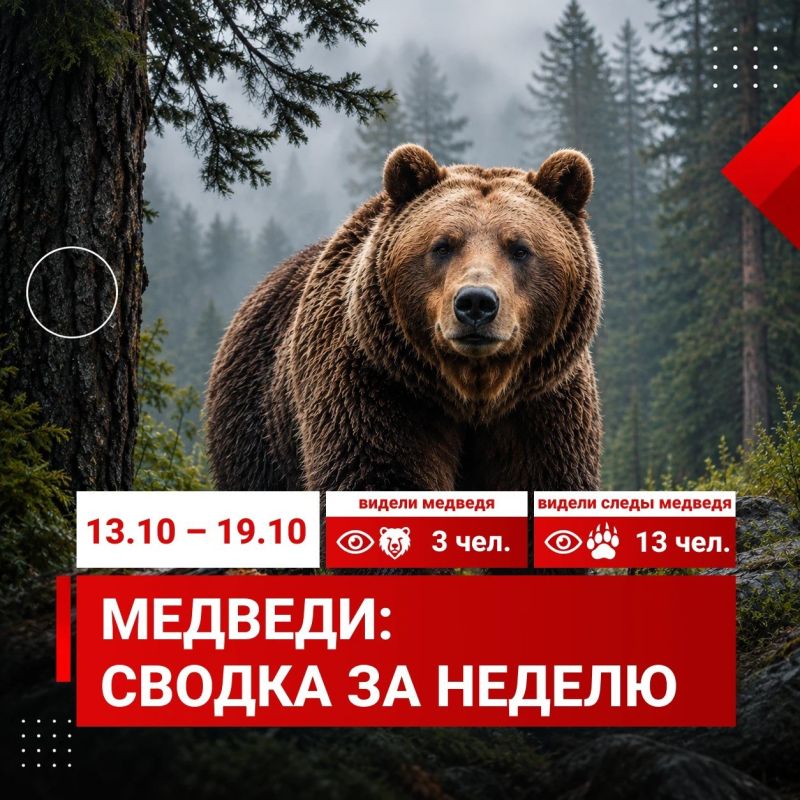 За неделю красноярцы 16 раз сообщили о медведях