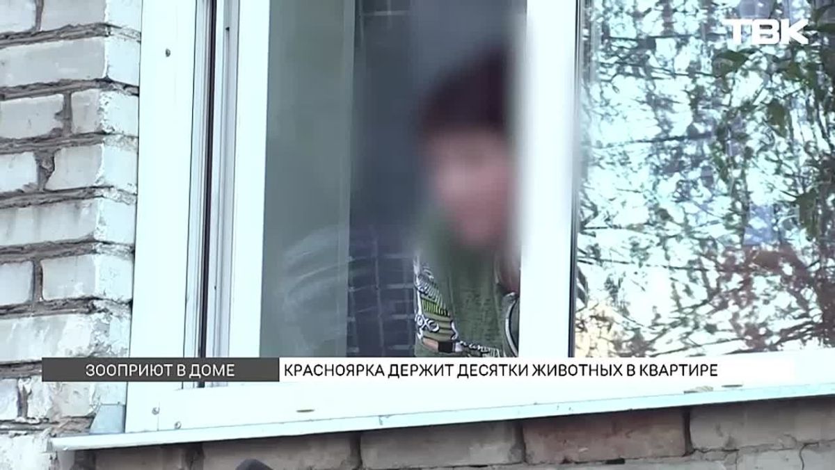 «Умирают от инфекции или отправляются в клинику»: красноярцы рассказали о жестоком обращении с животными