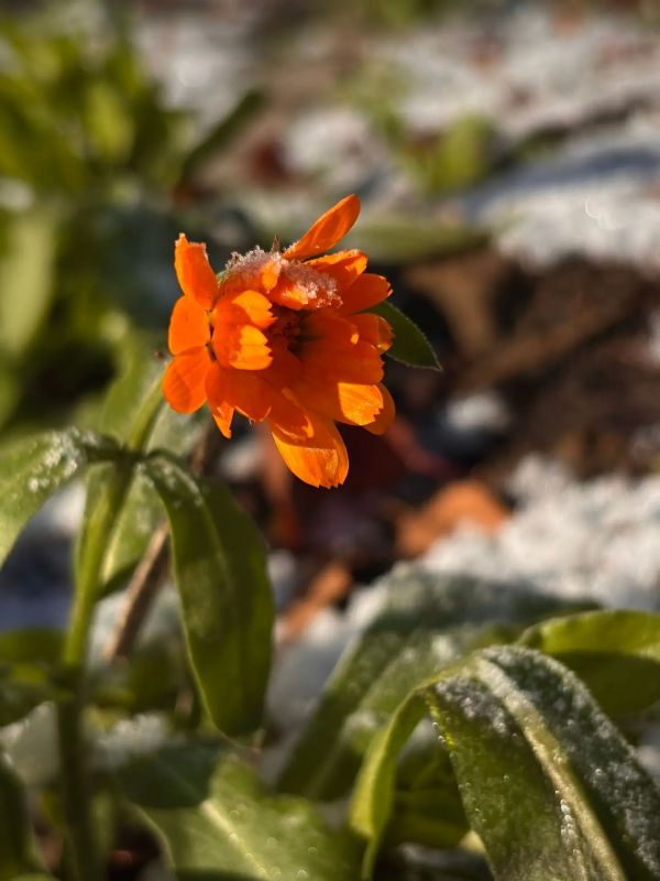 Доброе утро!. Сегодня по народному календарю — Сергей Зимний