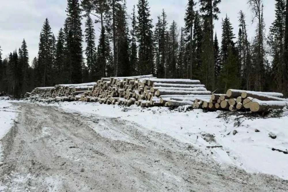 В Красноярском крае осудили восьмерых «чёрных» лесорубов