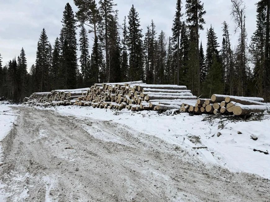 В Красноярске «чёрным» лесорубам вынесен приговор: двое участников отправятся в исправительное учреждение — на 2,2 и на 2,8 года соответственно, остальным назначили принудительные работы на 1,5—2,5 года В Красноярске «чёрным» лесорубам вынесен приговор: двое участников отправятся в исправительное учреждение — на 2,2 и на 2,8 года соответственно, остальным назначили принудительные работы на 1,5—2,5 года