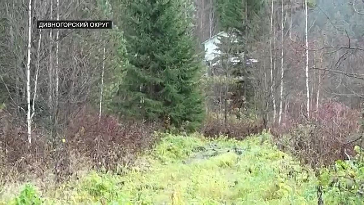 В МАЛОМ СЛИЗНЕВО ПРОДОЛЖАЮТ ВСТРЕЧАТЬ МЕДВЕДЕЙ