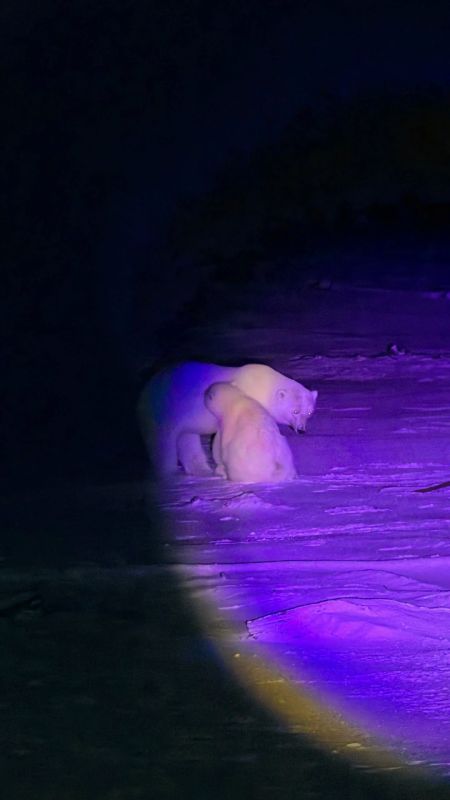 На мысе Челюскин медведица гуляет вместе со своим медвежонком На мысе Челюскин медведица гуляет вместе со своим медвежонком